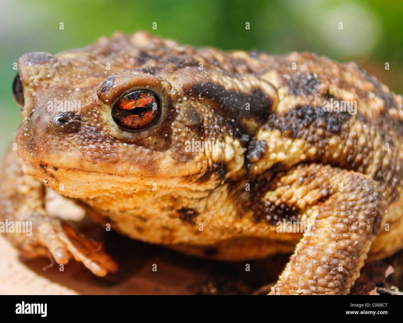 Close up of a spiny common toad with bright red eyes Stock Photo
