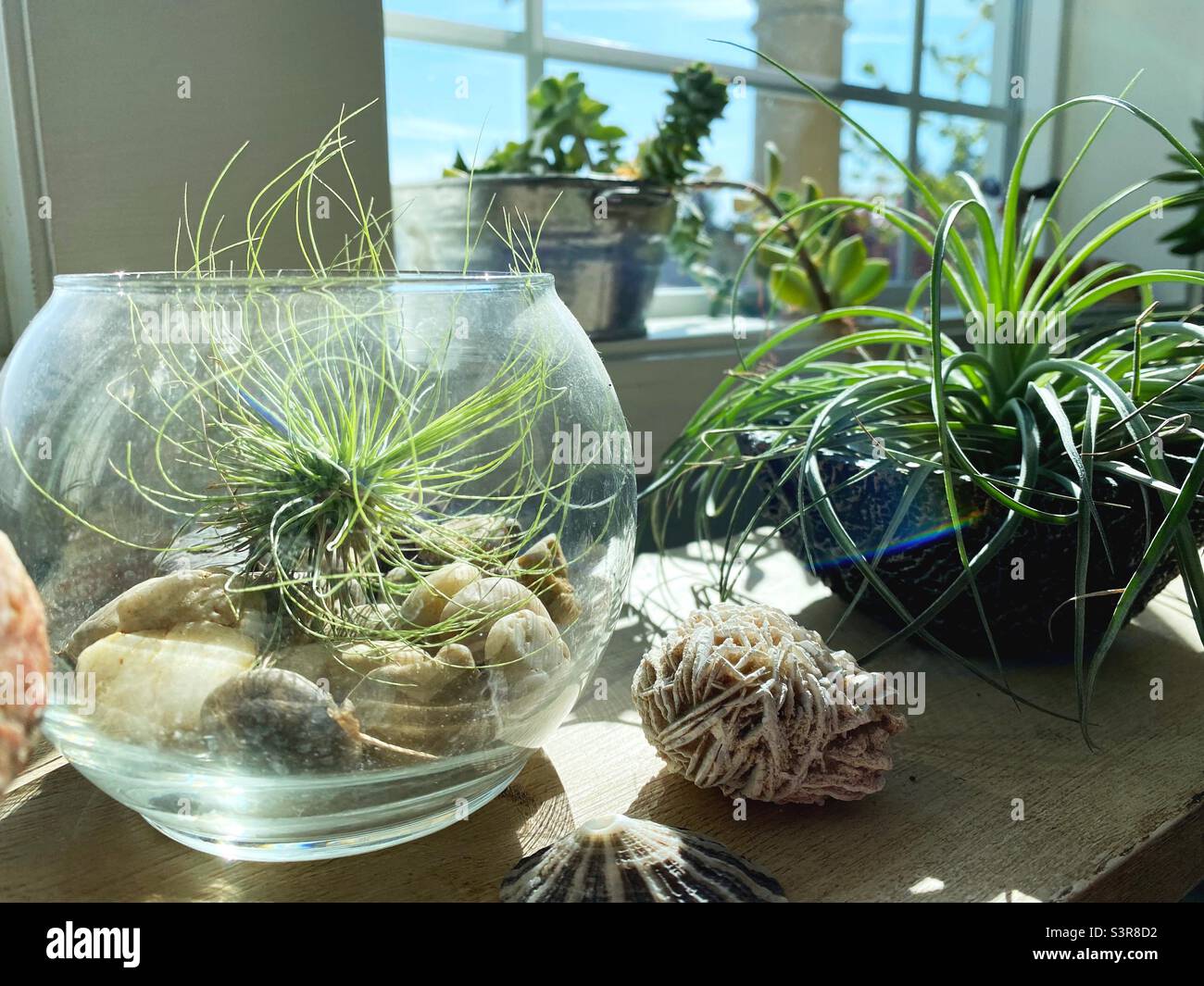 Tillandsia air plants and nature objects on a shelf in front of a window. Stock Photo