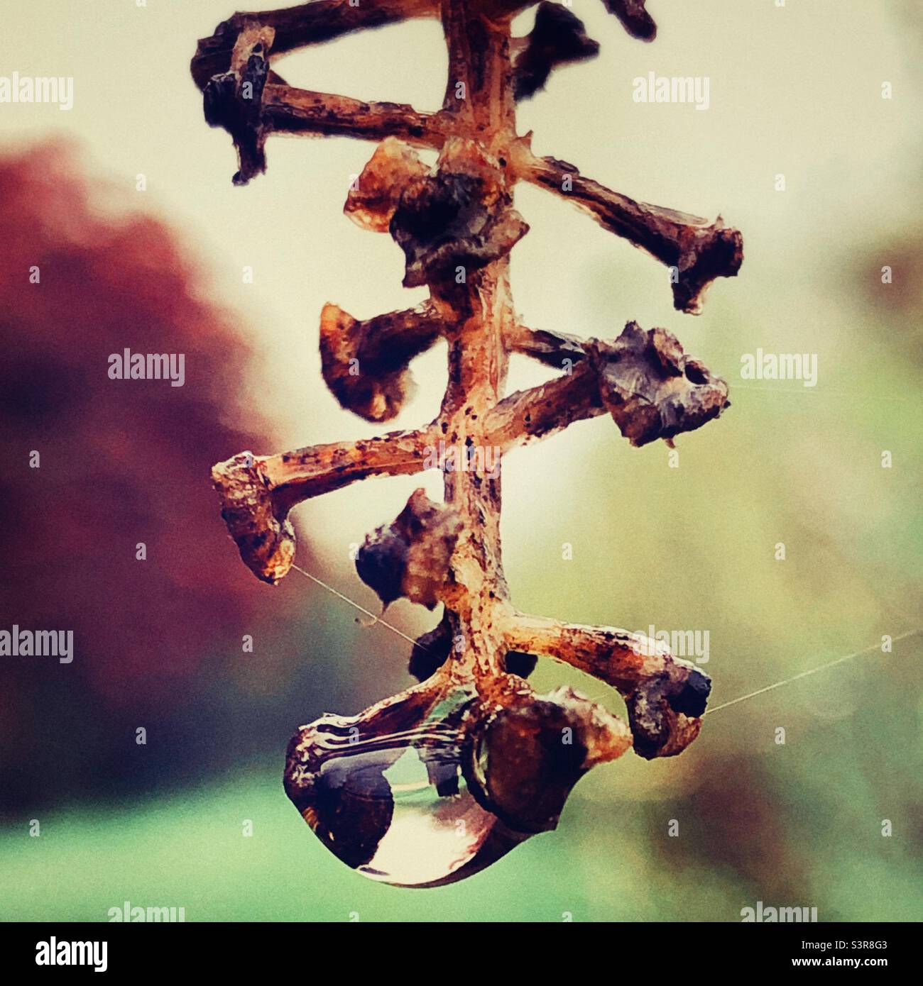 Raindrop on spent flower bud Stock Photo Alamy