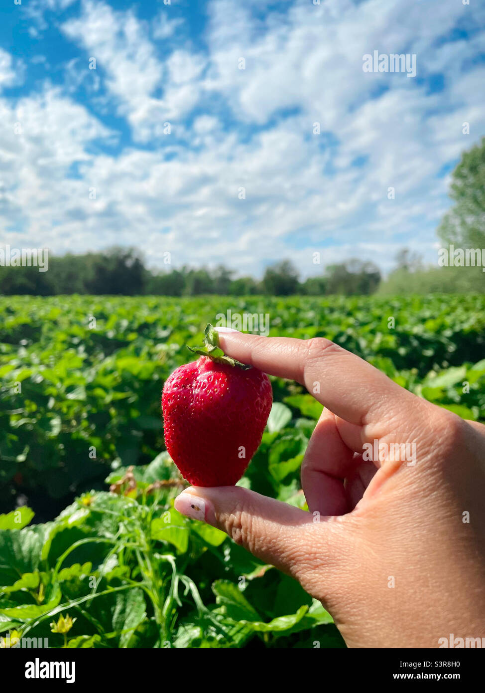 Picking strawberries Stock Photo