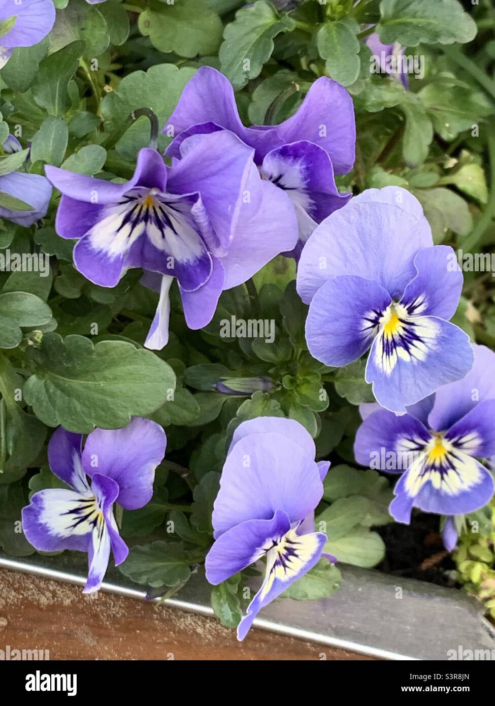 Viola flower hires stock photography and images Alamy
