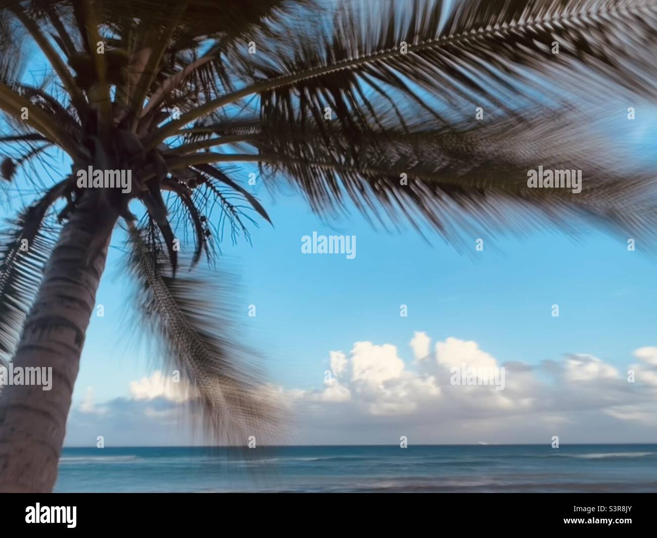 Palm, sun, sea and fluffy clouds - Smartphone Captured Stock Image