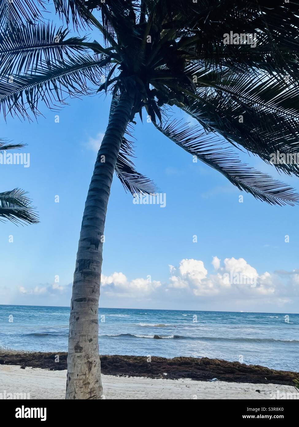 Palm on a Mexican deserted beach, calm sea and blue skies - Smartphone Captured Stock Image