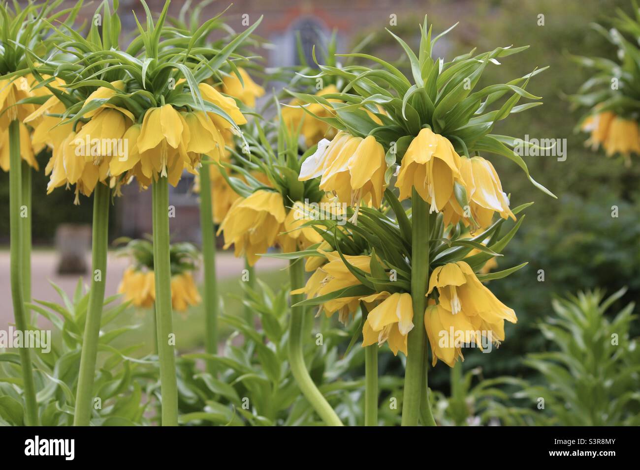 Yellow crown imperial fritillaries at Hinton Ampner in Hampshire Stock Photo