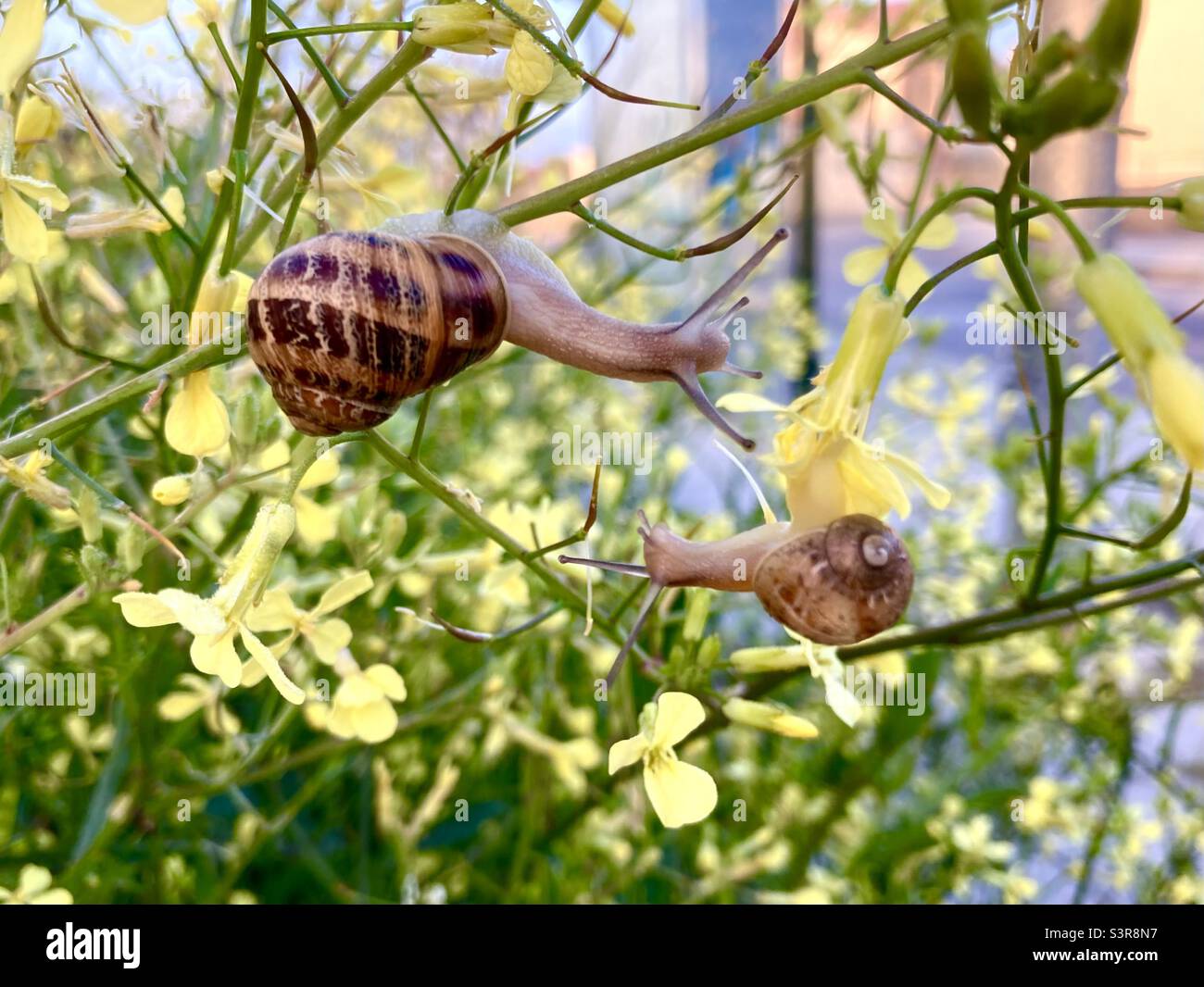 Two snails hanging upside down in undergrowth Stock Photo Alamy