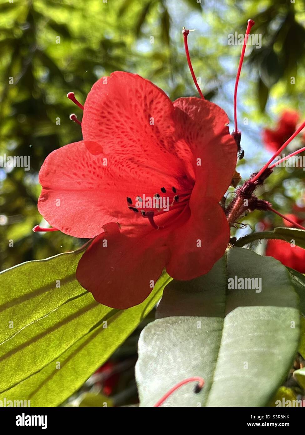 Single red Rhododendron flower Stock Photo