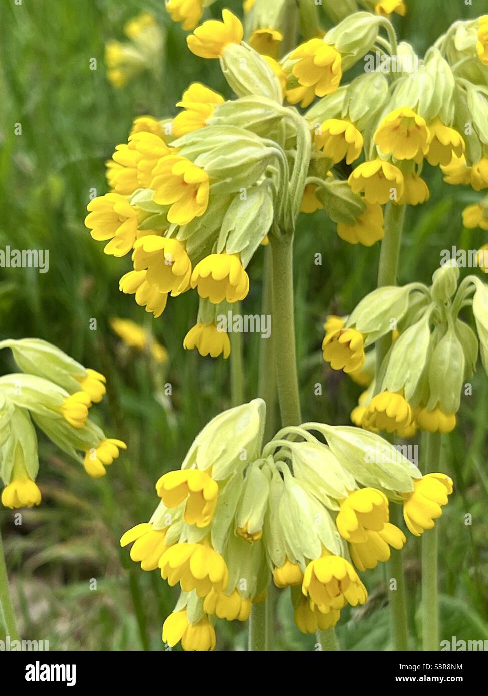 Primula veris, or Common cowslip flowering in May Stock Photo