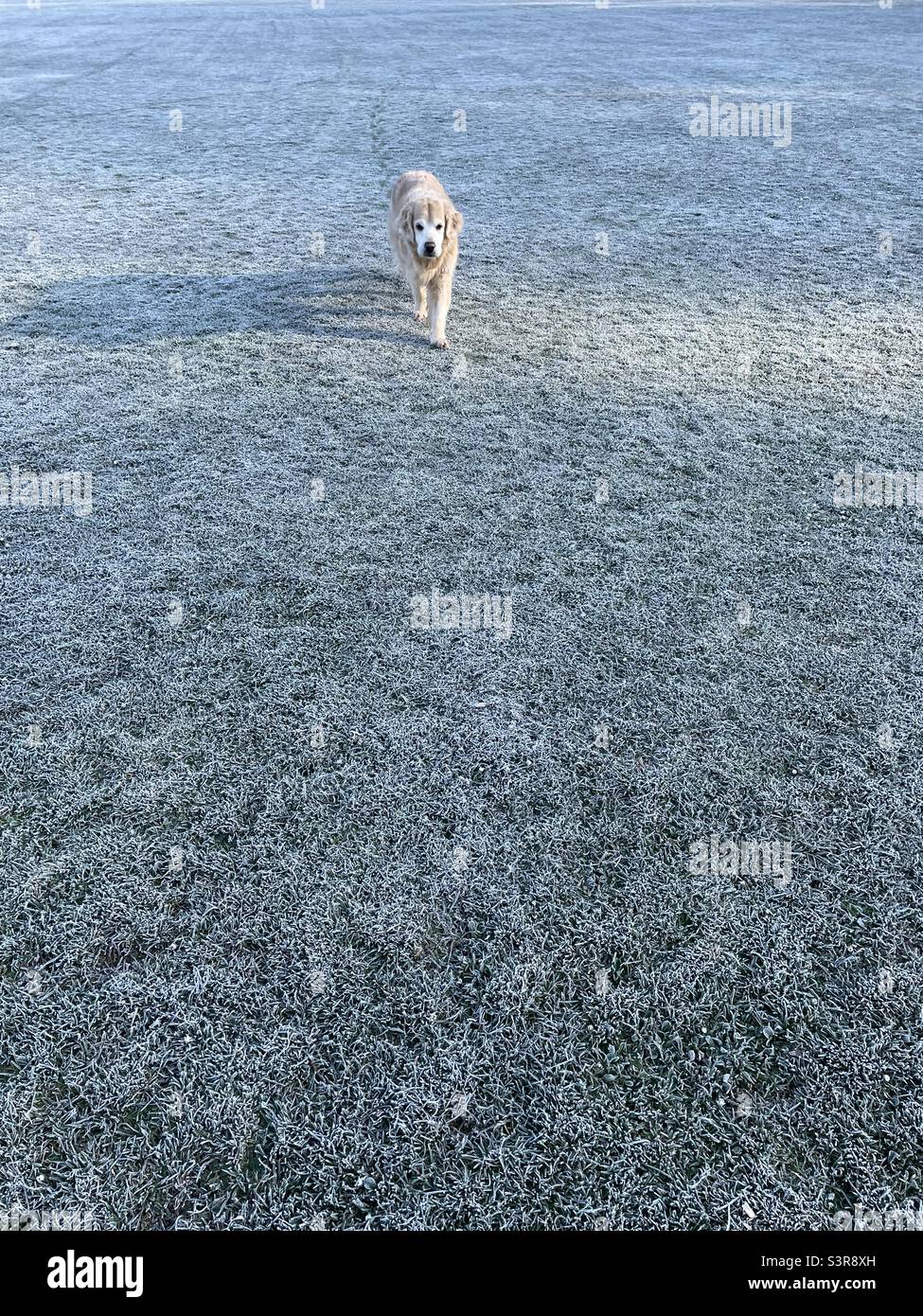 A pedigree golden retriever walking Ona frost field. - Smartphone Captured Stock Image