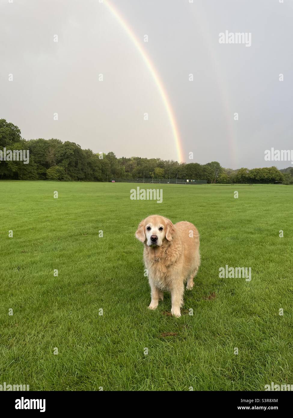 A pedigree golden retriever out for a walk with a rainbow in the background. - Smartphone Captured Stock Image