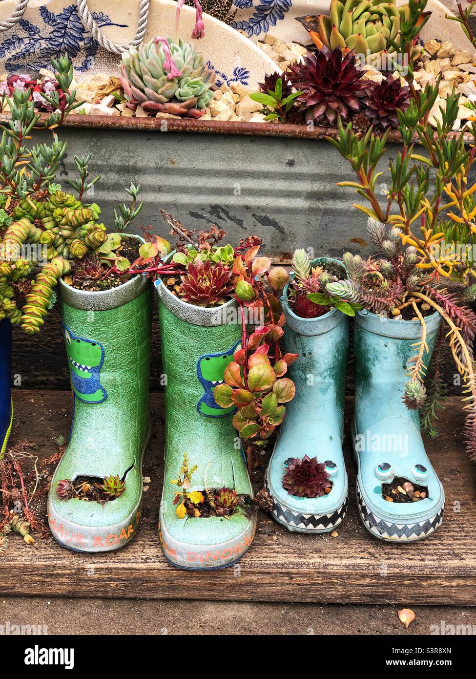 Old boots repurposed as a Minature flower garden - Smartphone Captured Stock Image