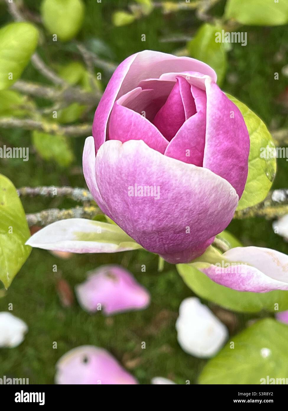 Magnolia in flower Stock Photo