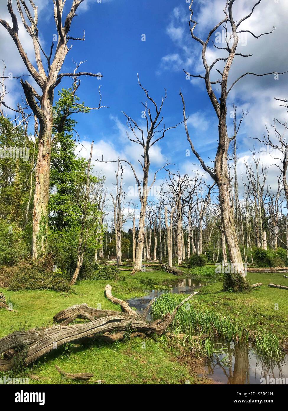 Dead standing oak trees in springtime, New Forest National Park Stock