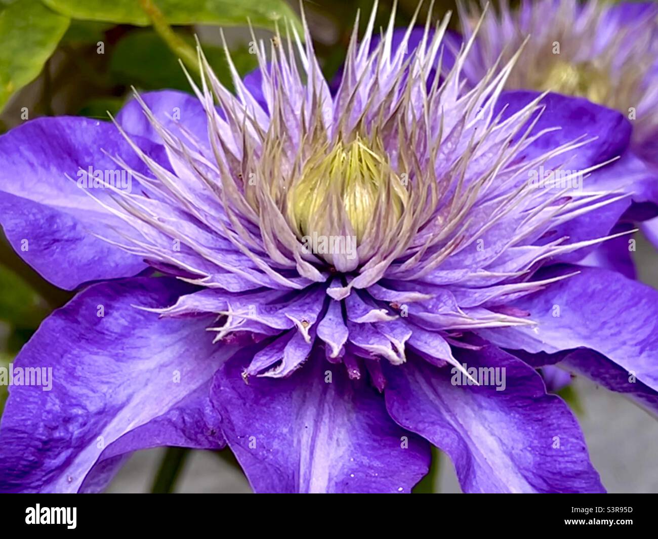 A beautiful Clematis flower. May 2022. - Smartphone Captured Stock Image