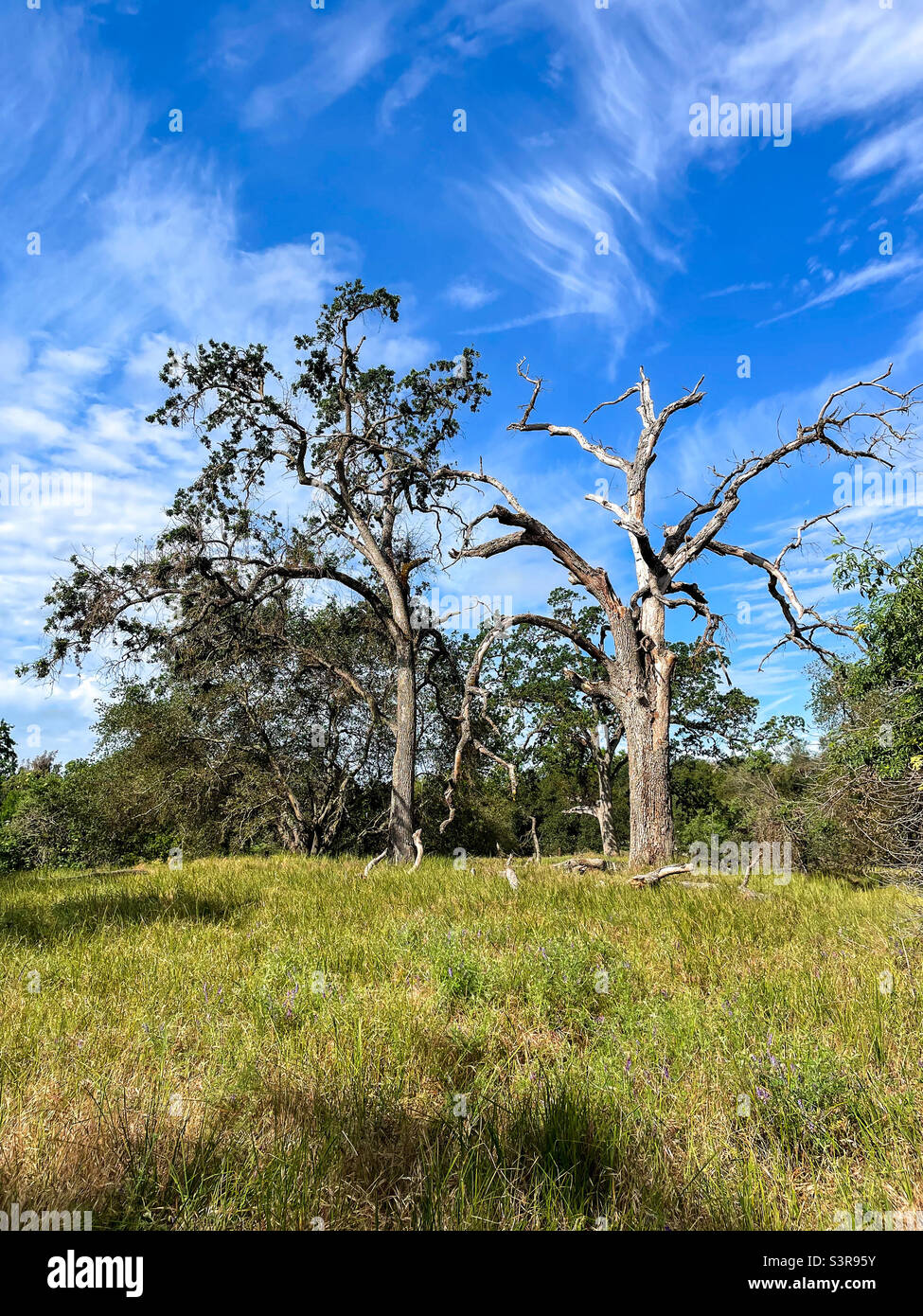 2 trees: 1 live and the other, dead - Smartphone Captured Stock Image
