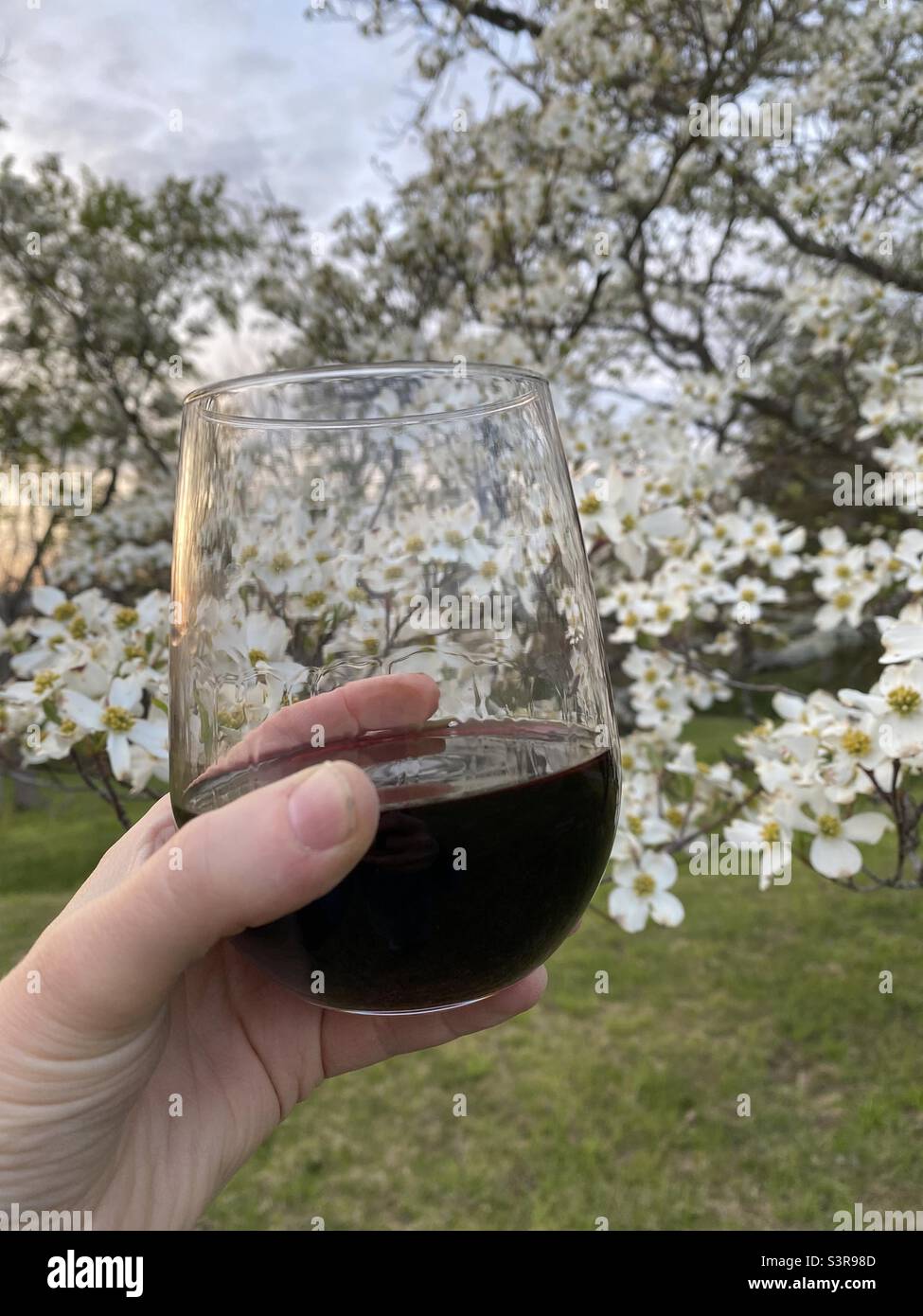 Cheers! A toast to you! A Caucasian woman raises a stemless glass of red wine in a toast in the foreground. A white flowering dogwood tree is seen in the background. - Smartphone Captured Stock Image