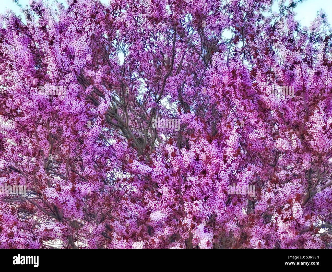 A springtime tree blooming in pink blossoms in Utah, USA. Makes a beautiful natural abstract, - Smartphone Captured Stock Image