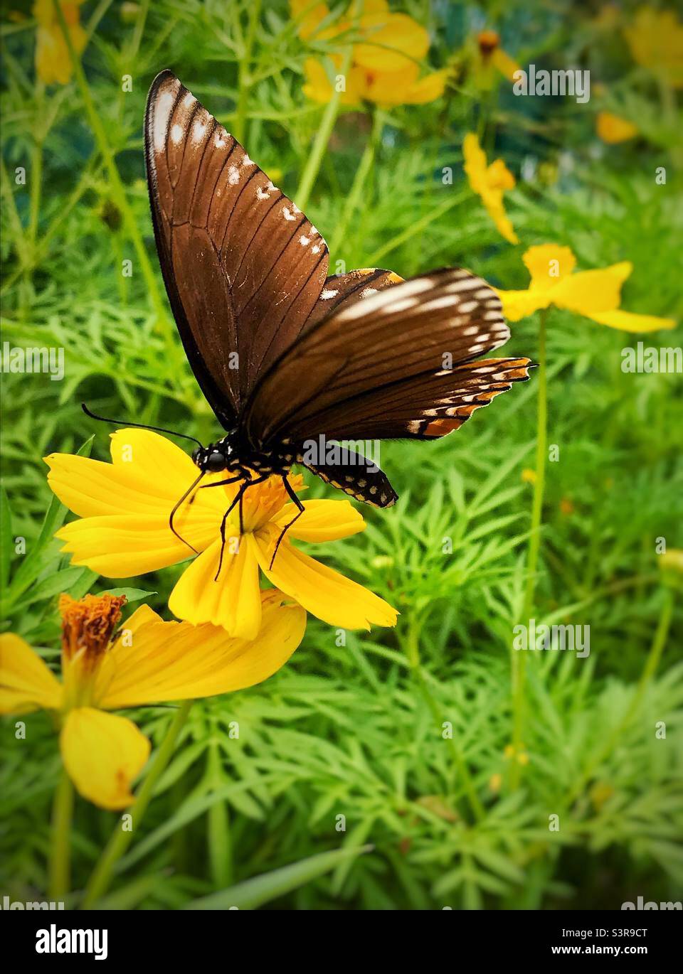 Yellow Cosmo flower and butterfly Stock Photo Alamy