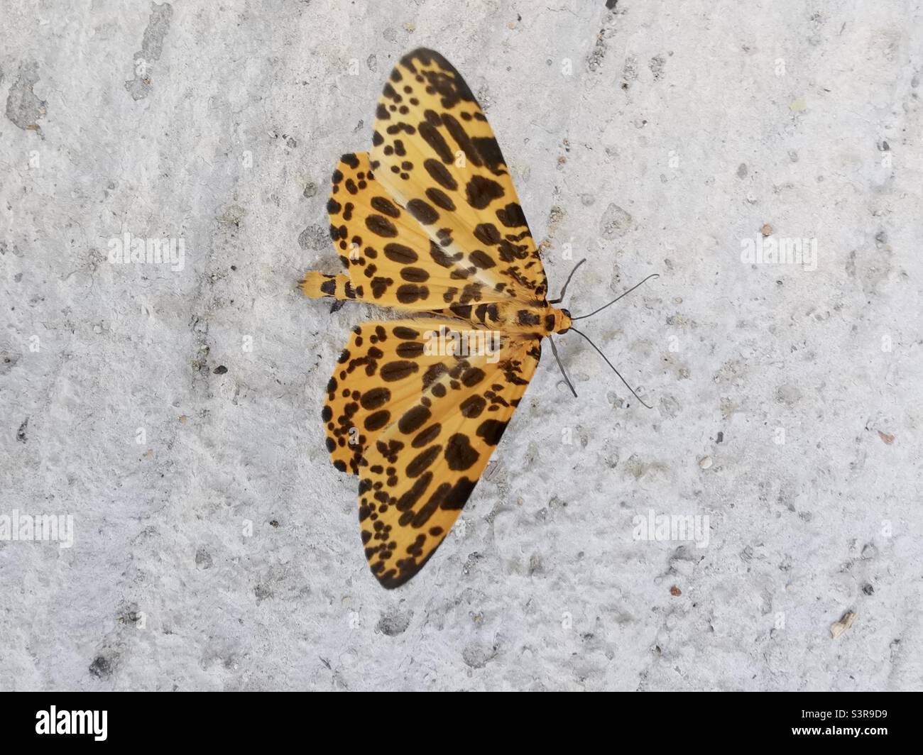 Orange Magpie moth. Stock Photo