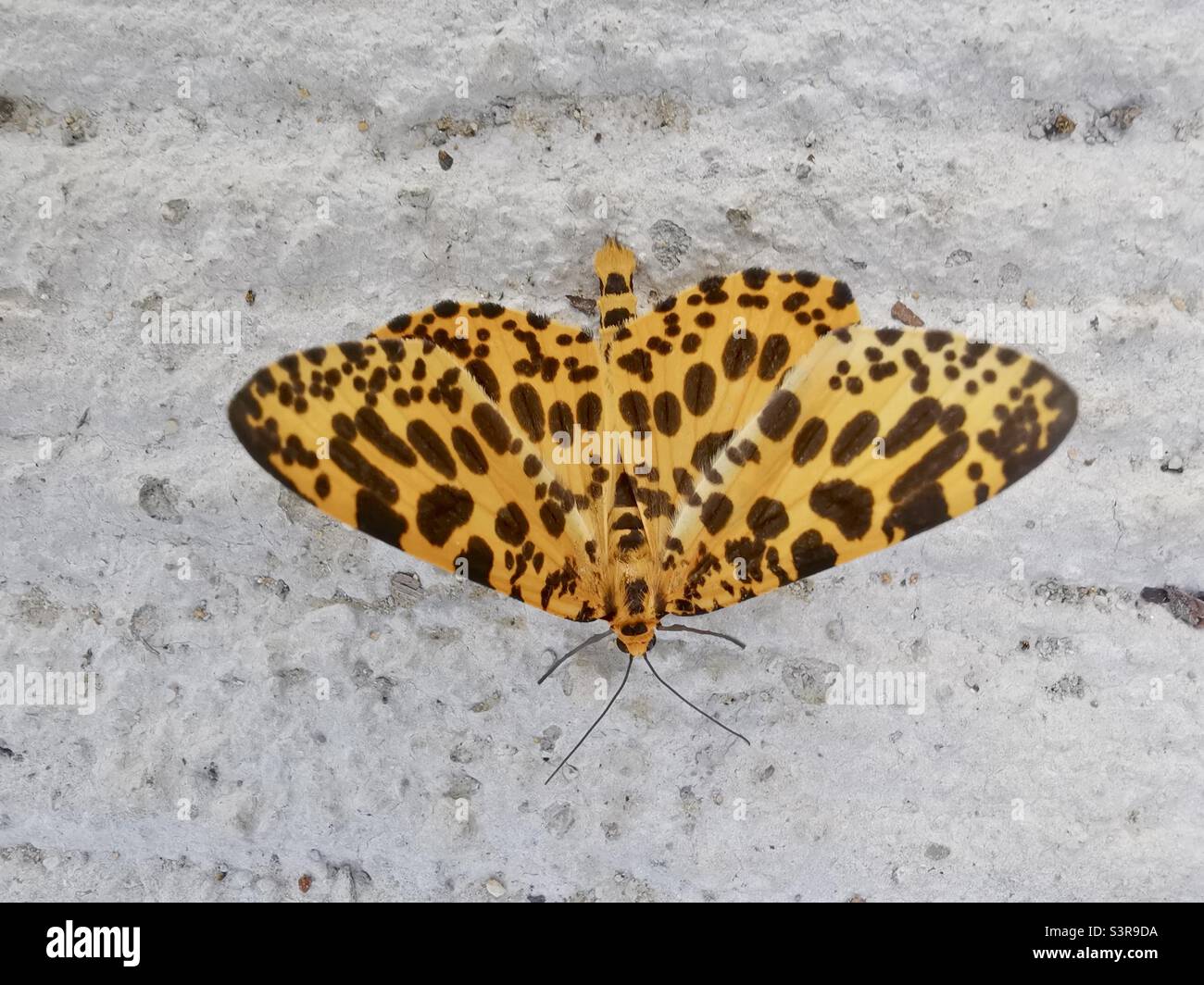 Orange magpie moth. Stock Photo