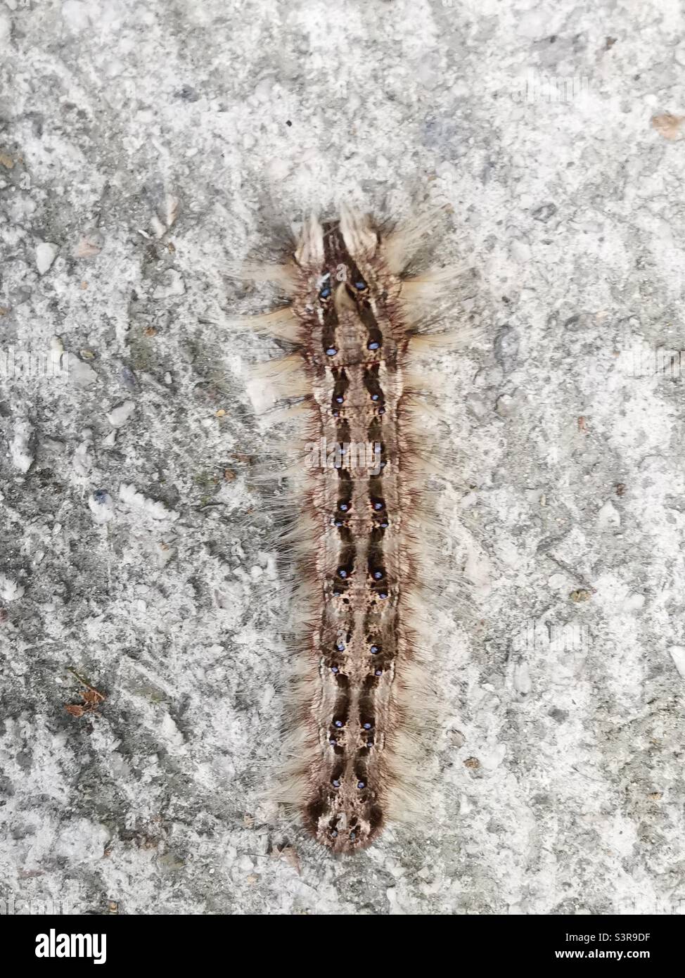A closeup shot of a fuzzy caterpillar taken on Lamma island in Hong Kong. Stock Photo