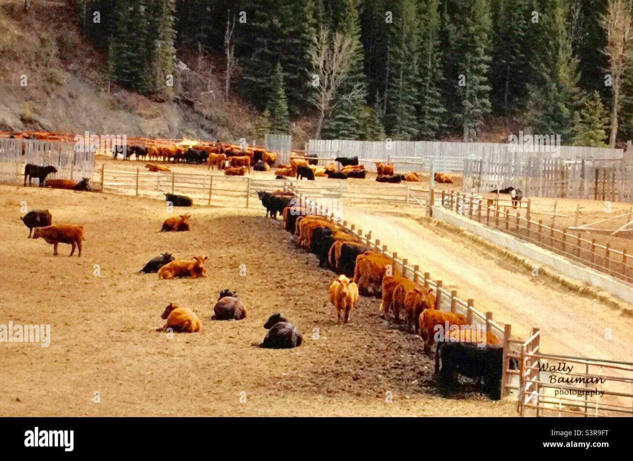 Feed lot, southern Alberta, Canada, cattle, livestock, lunchtime, ranching Stock Photo