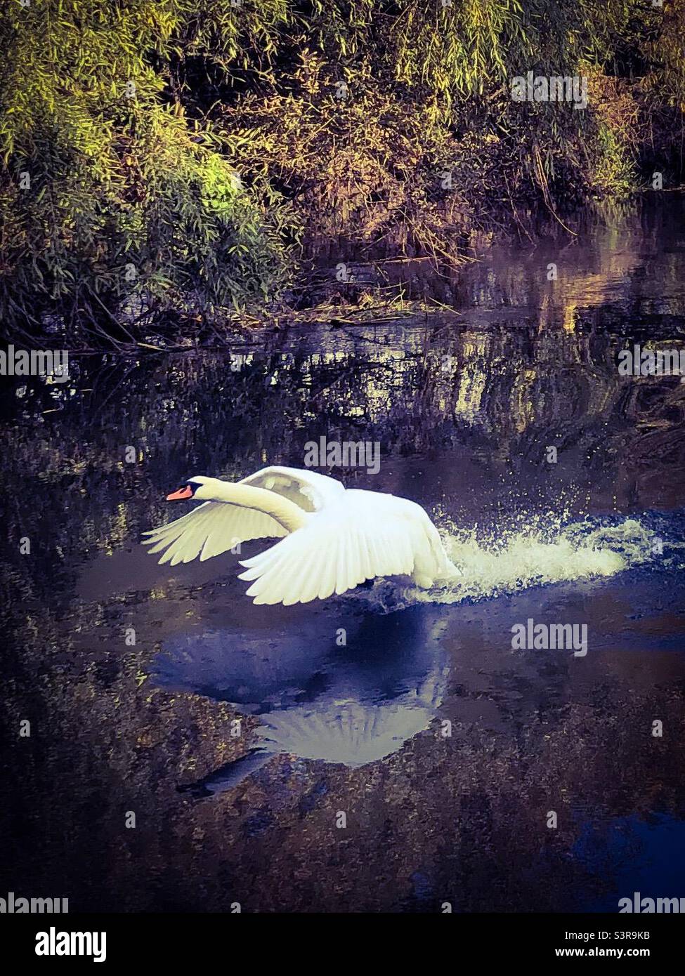 Swan taking flight Stock Photo