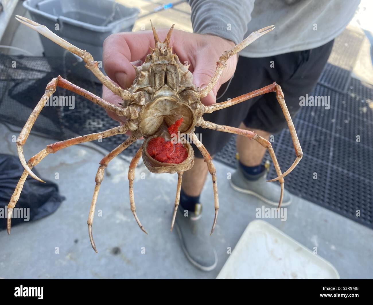 A gravid deep sea spider crab caught in the Gulf of Mexico Stock Photo