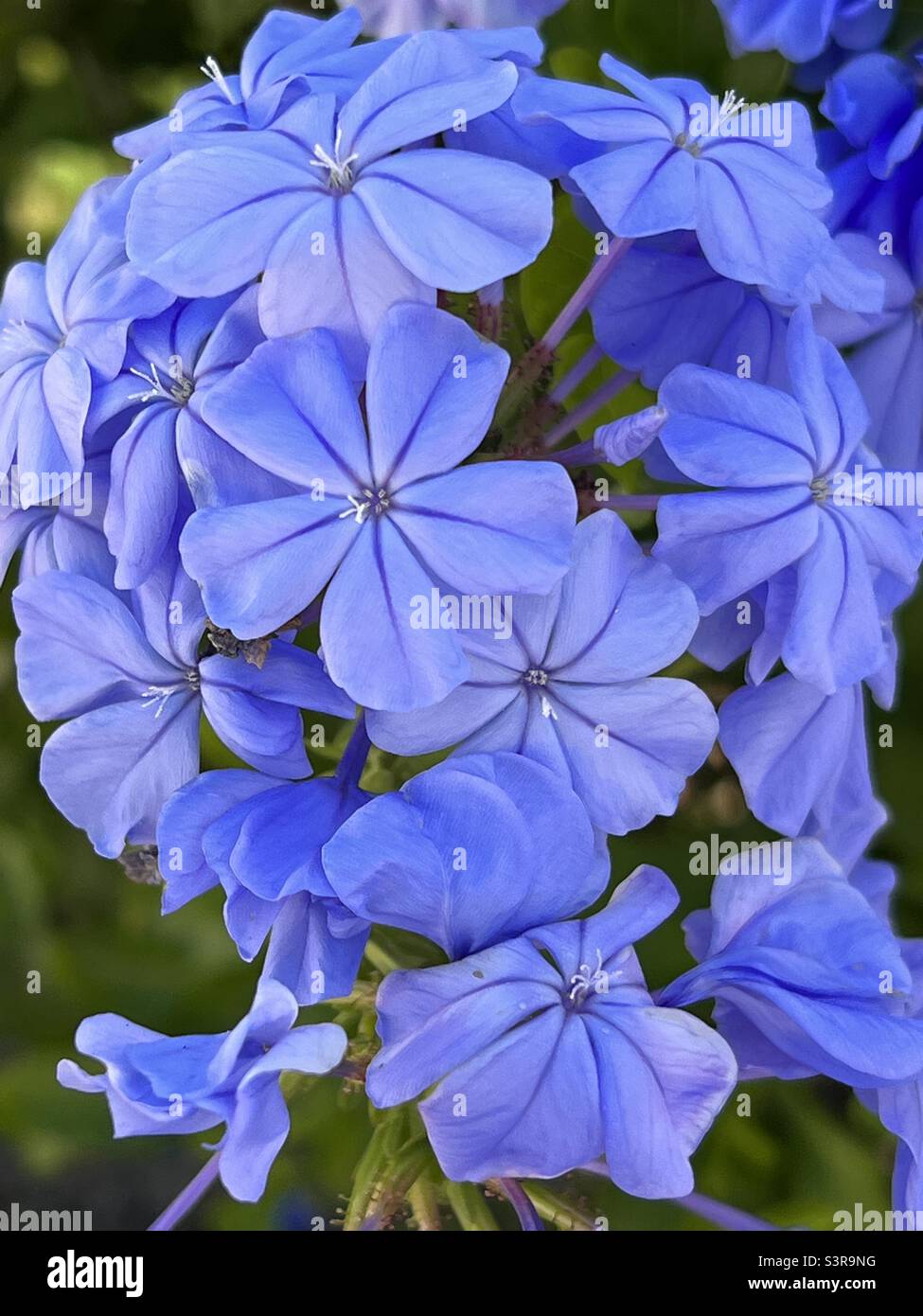 Blue plumbago flowers Stock Photo
