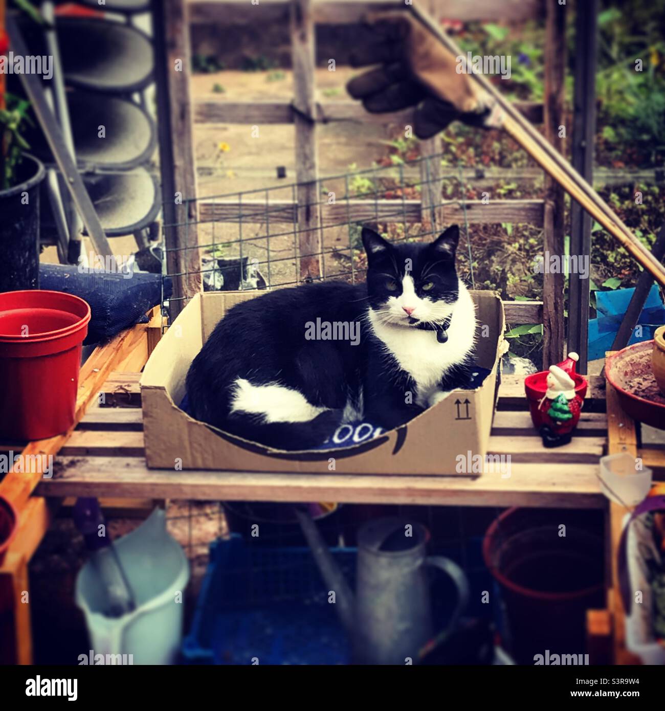 Cat in Amazon box Stock Photo Alamy