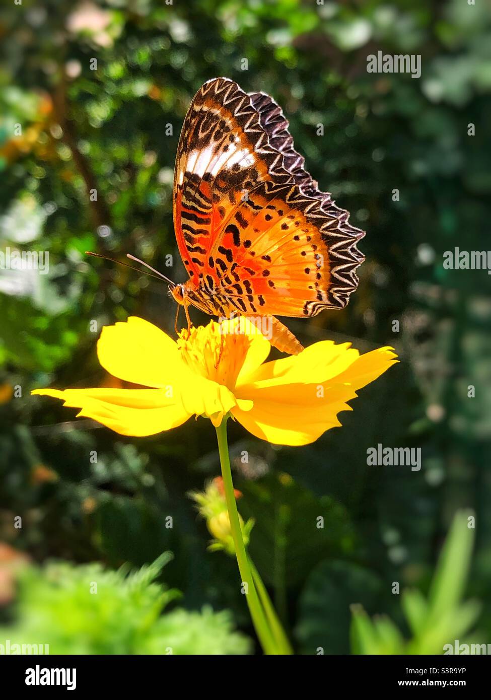 Butterfly and flower Stock Photo Alamy