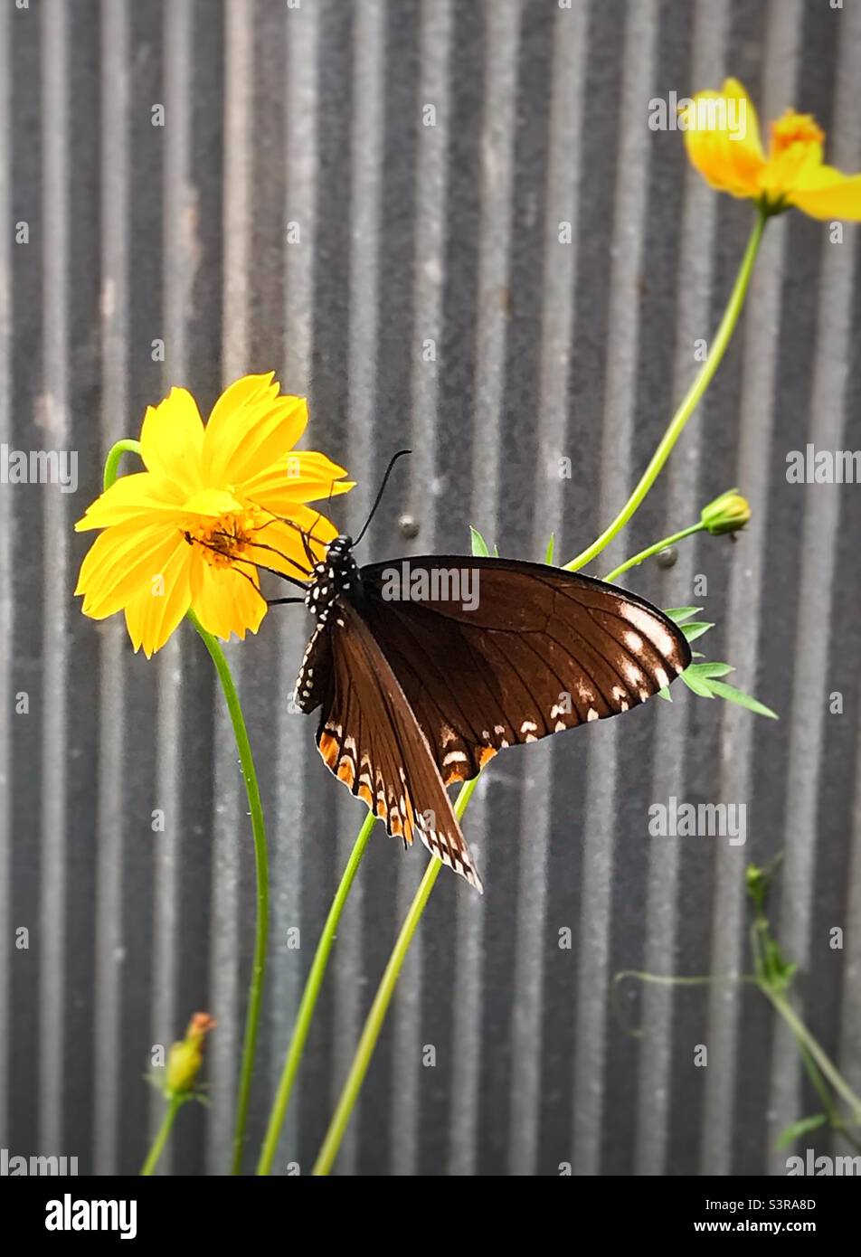 Butterfly and Cosmo flower Stock Photo Alamy