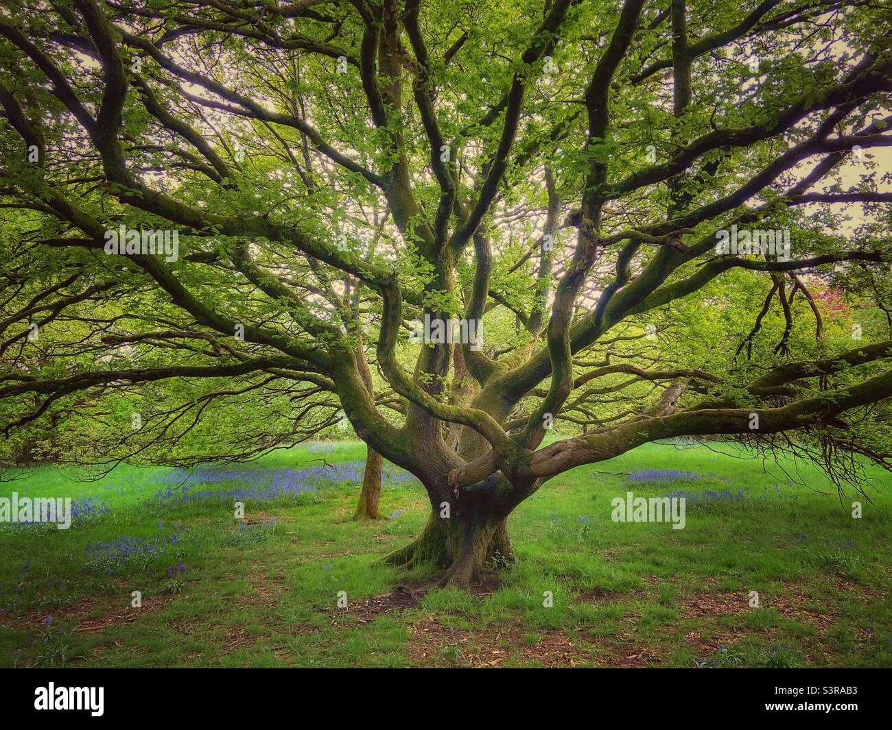 Old tree with many low branches surrounded by bluebells in Rivington arboretum Stock Photo