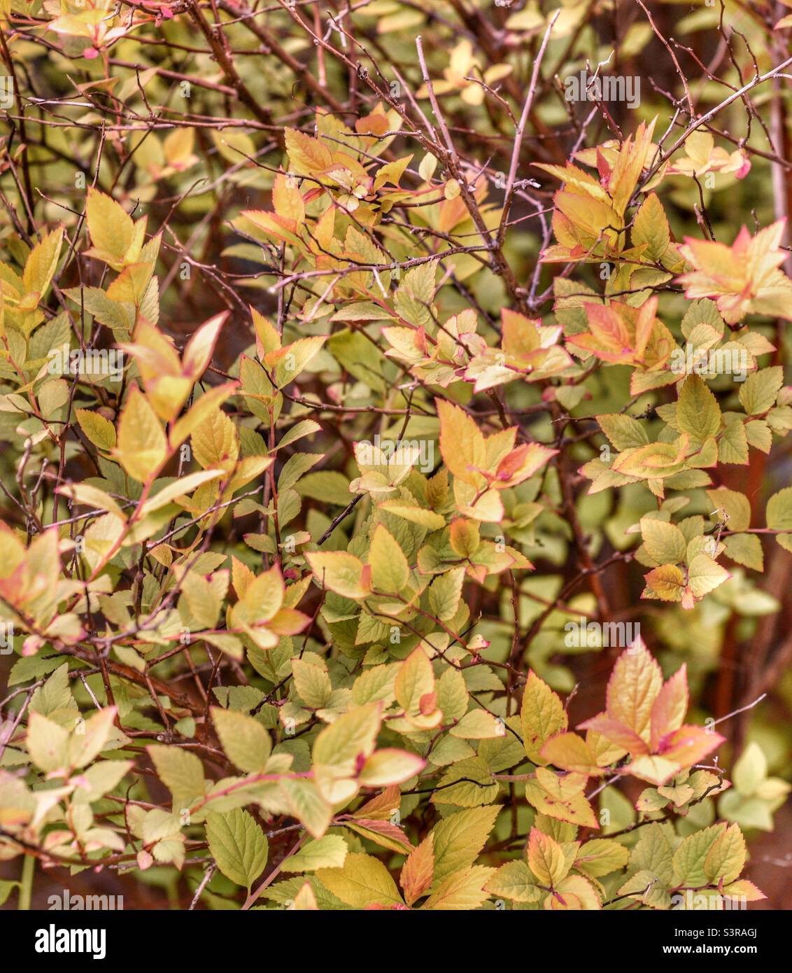 Foliage Stock Photo