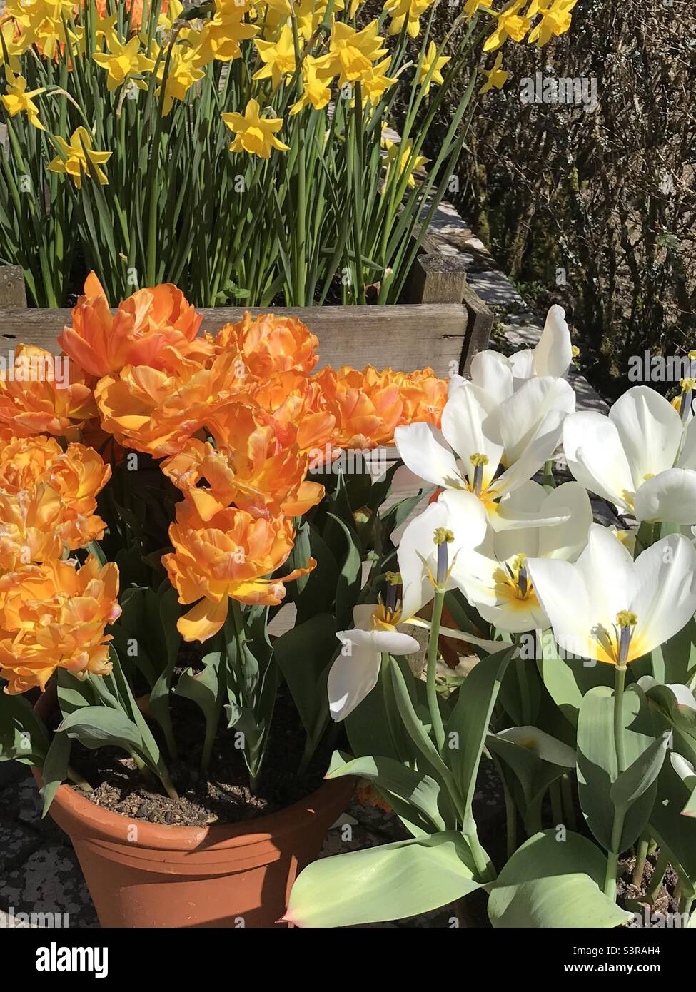 Spring flowers in pots Stock Photo Alamy