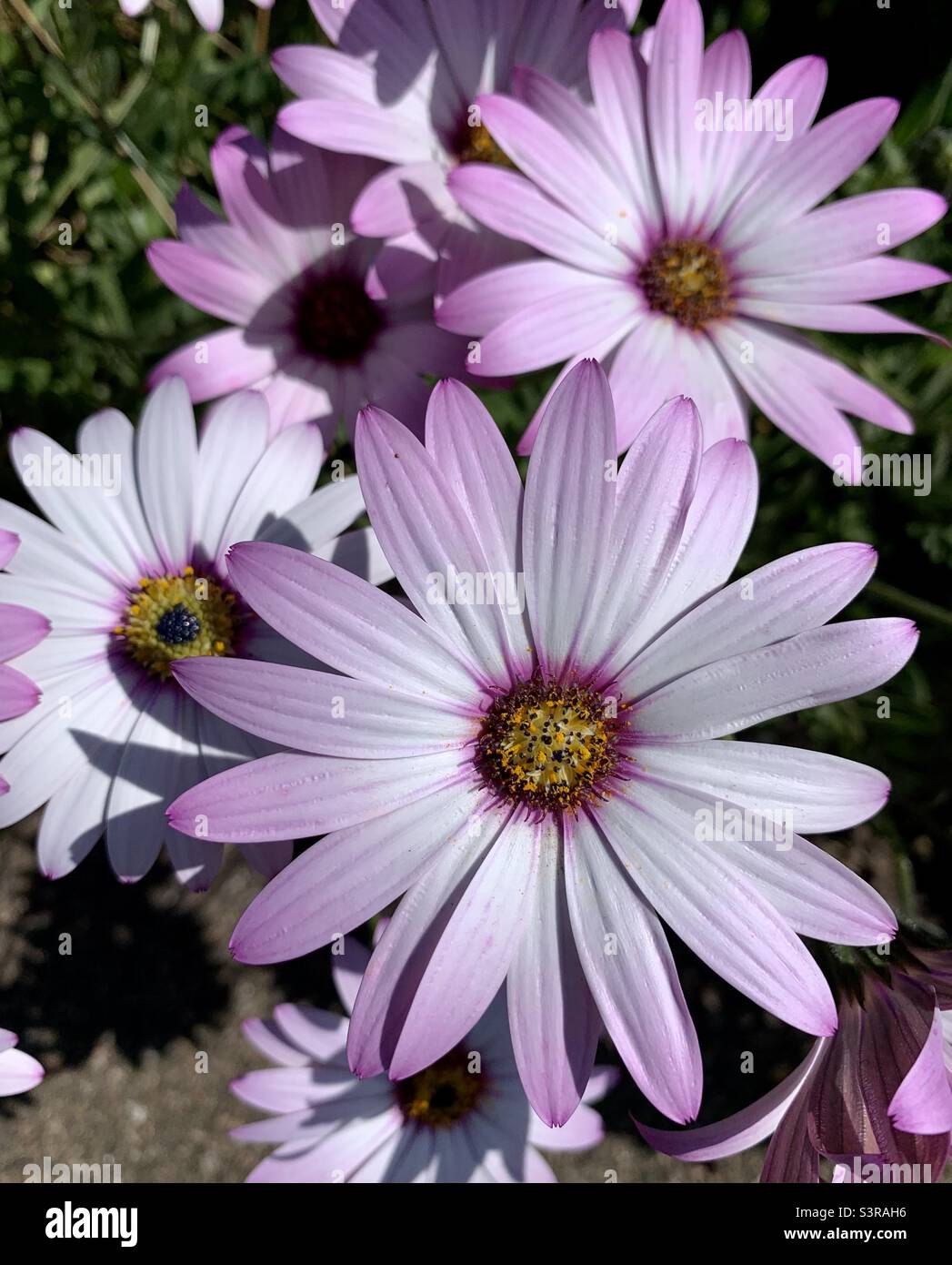 Purple African daisy flowers Stock Photo