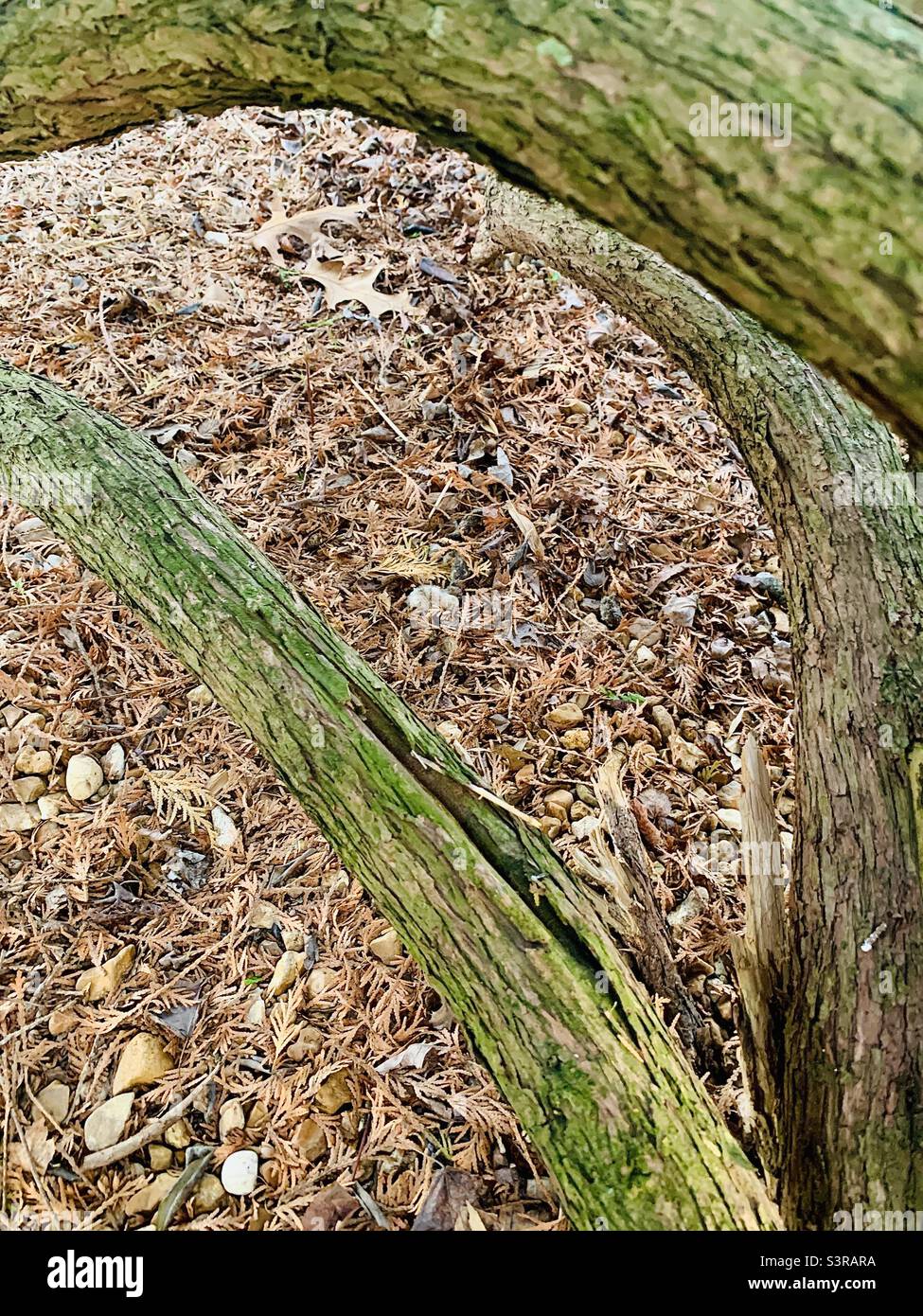 Much Framed with Branches - Smartphone Captured Stock Image