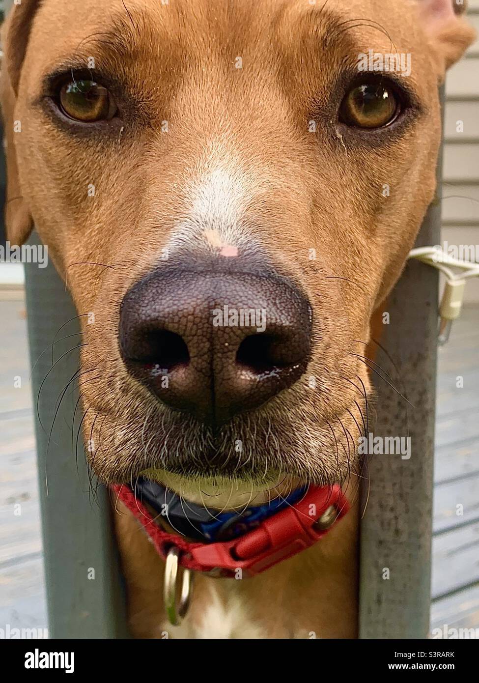 Closeup of Dog with Red Collar - Smartphone Captured Stock Image