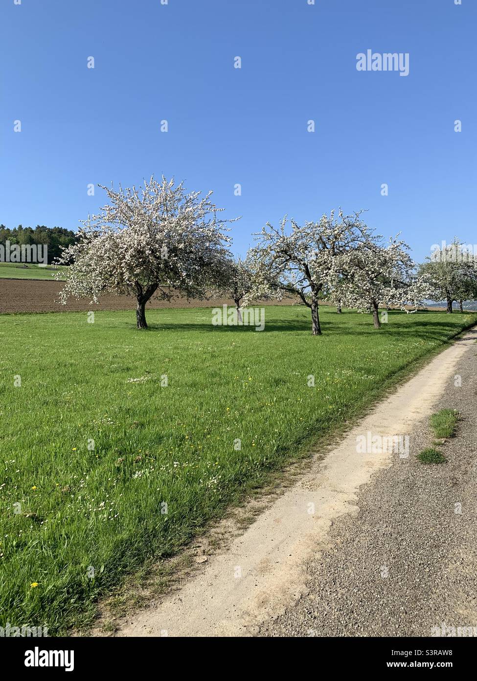 Obstbäume im Frühling. Stock Photo