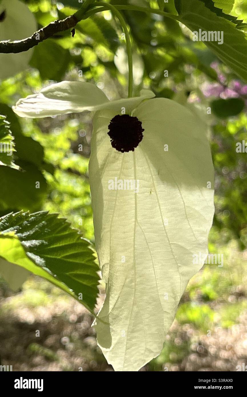 Flower and bracts of a handkerchief tree Stock Photo