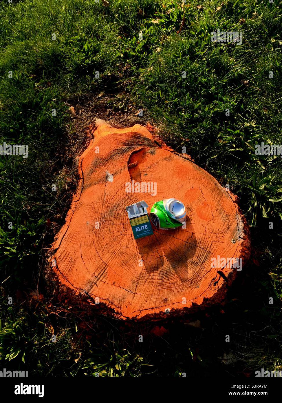 Pollution in a pristine park. A beer can and an open pack of cigarettes discarded on a tree stump close to the ground, Ontario, Canada. - Smartphone Captured Stock Image