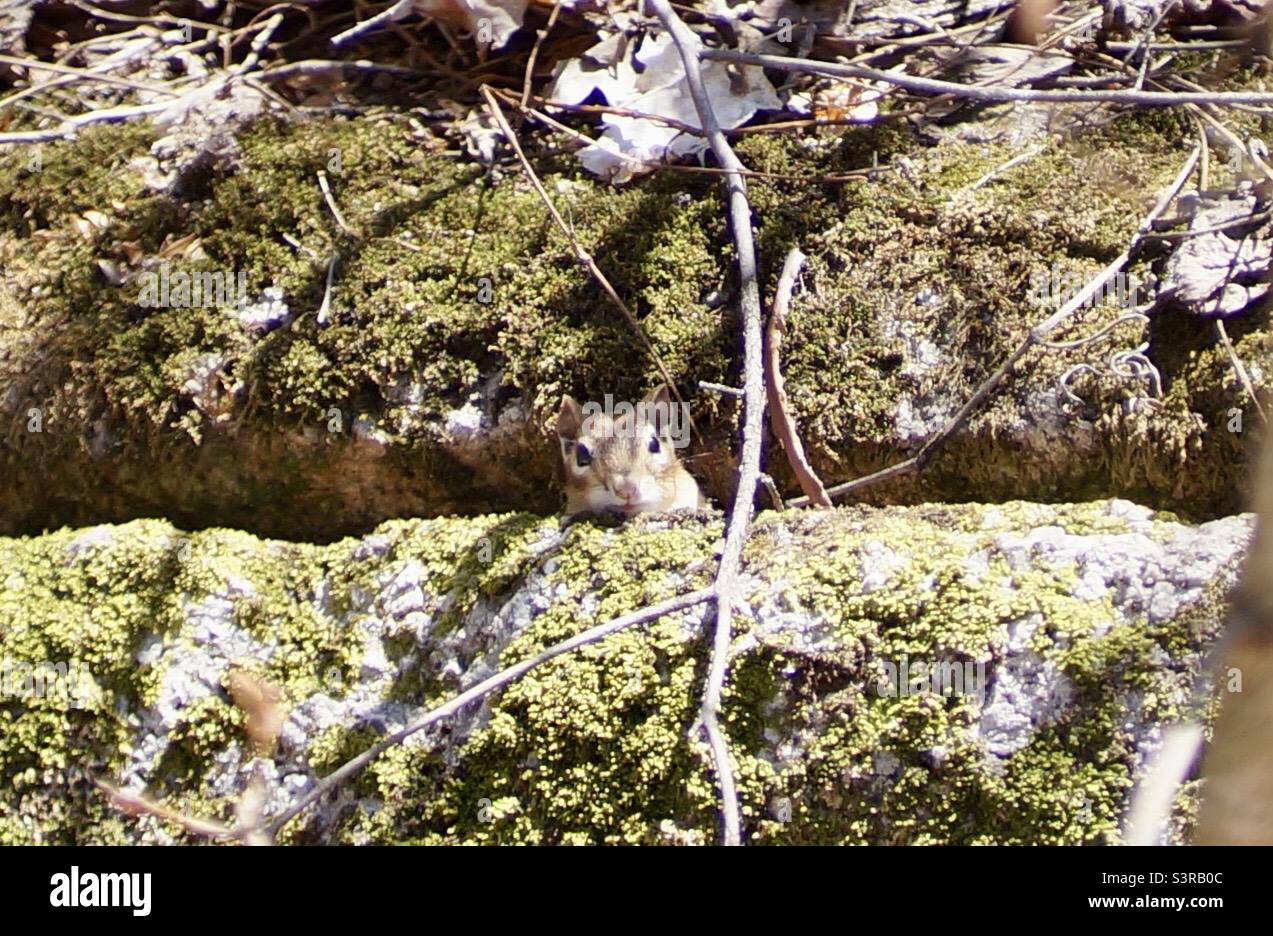 Chipmunk peaking out to say hi on a beautiful spring day hike in Gatineau Park. - Smartphone Captured Stock Image