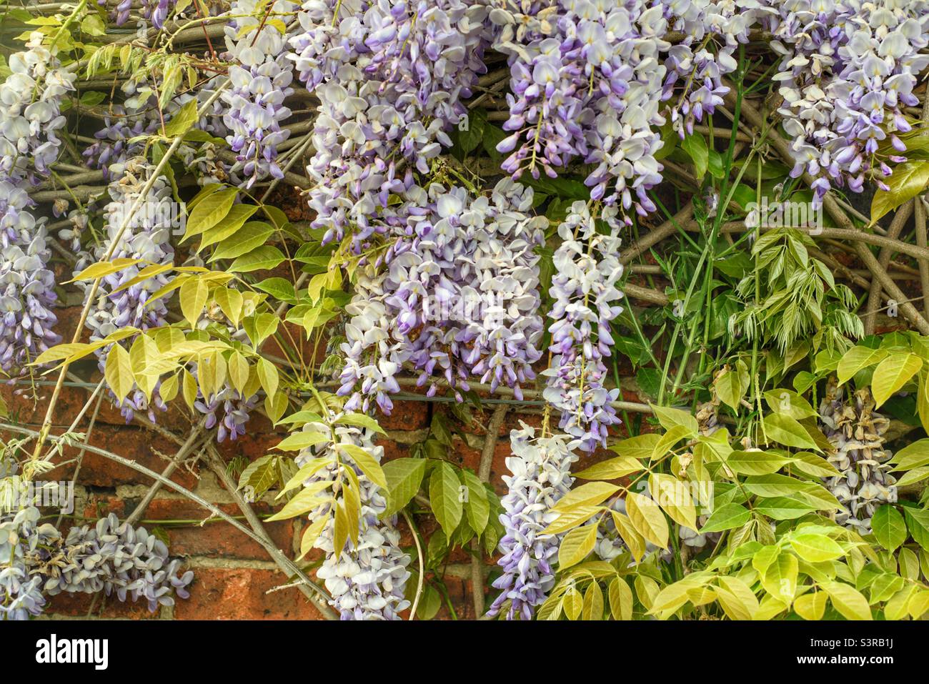 American wisteria Stock Photo