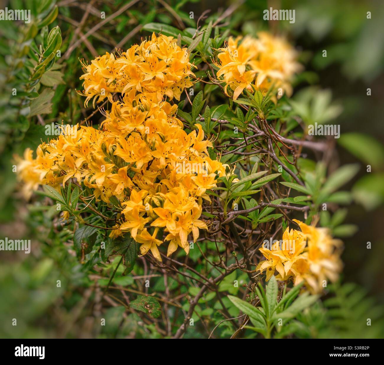 Yellow rhododendron Stock Photo
