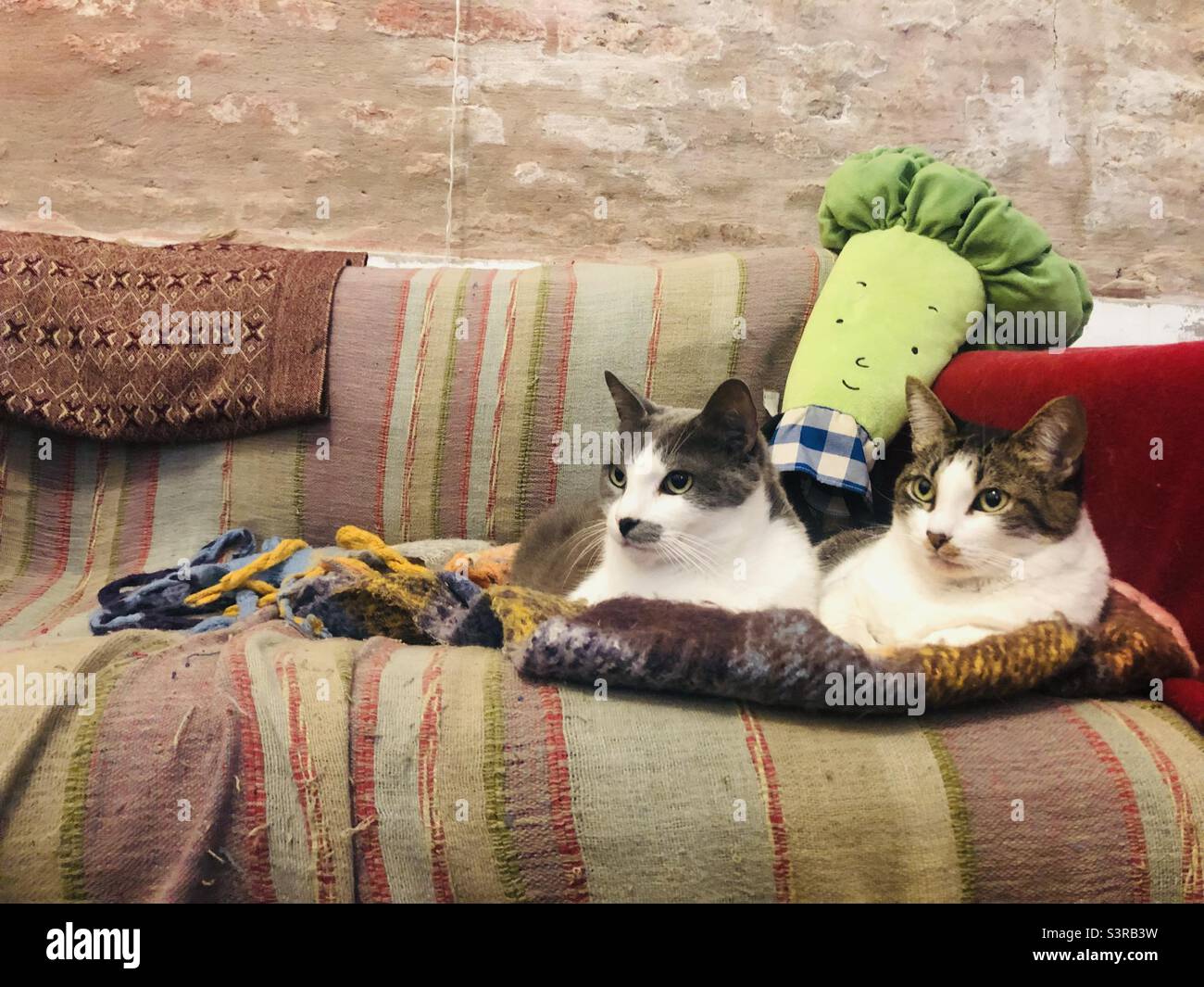 Two Cats sitting in a couch Stock Photo Alamy