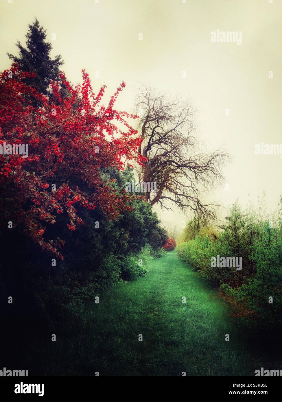 Green verdant path in misty rain with spring blooms from trees Stock ...