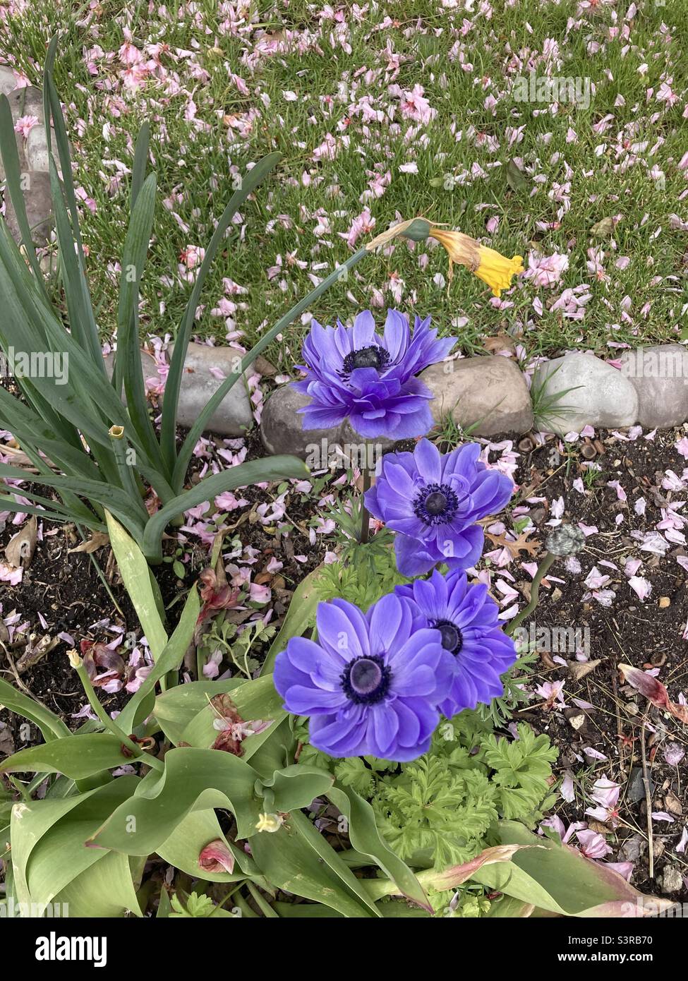 Purple flowers and green grass hi-res stock photography and images - Alamy