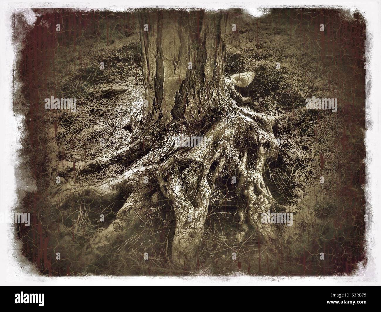 Interesting image of the base of a mature Locust tree in Utah, USA. The roots above ground are gnarled with a lot of texture. Grunge effect is digitally added for artistic effect. - Smartphone Captured Stock Image
