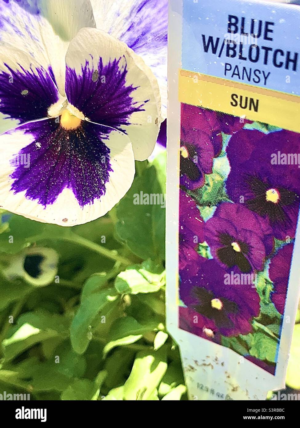 Purple Pansy with Seed Package - Smartphone Captured Stock Image