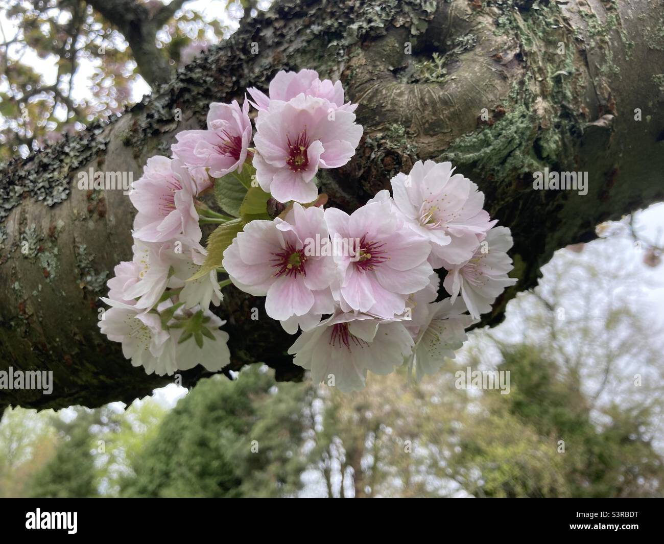 Japanese Blossom Stock Photo