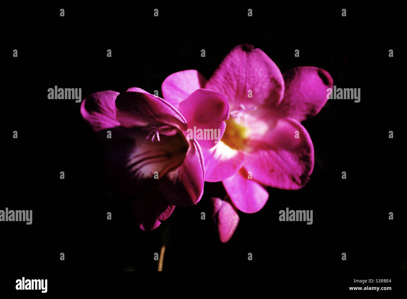 Pink flower isolated with a black background. The flower has a yellow and white centre - Smartphone Captured Stock Image